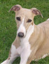 Pamina, la mre des chiots de 2002/2003/2004.