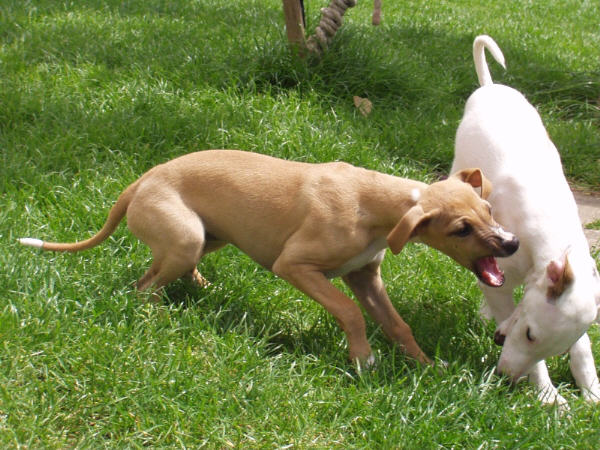 On ne se demande pas quel chiot domine l'autre !