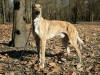 "Tonton" Ramss, le magyar agar, parrain de tous les chiots.